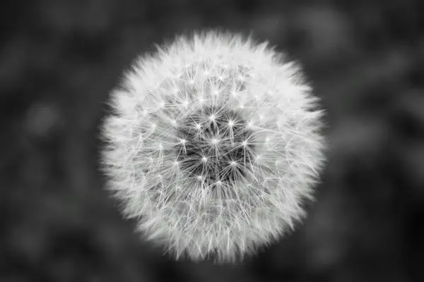 《粉丝的力量:从真实到虚拟,从热爱到陪伴》